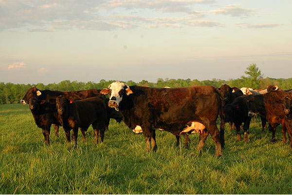 Annual performance, not strictly age, should be a primary criteria come culling time. (DTN/Progressive Farmer photo by Becky Mills)