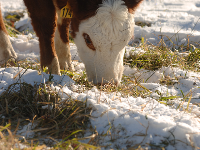 Cows need extra care to thrive under the season&#039;s cold conditions. (DTN/Progressive Farmer photo by Jim Patrico)