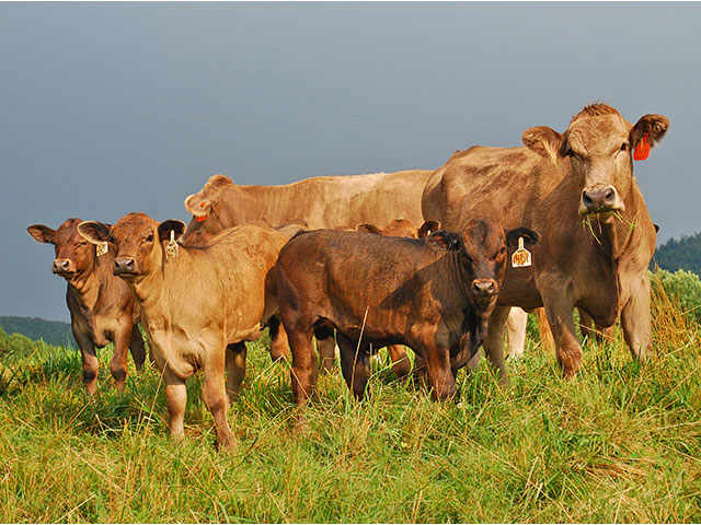 A smaller beef herd, and higher prices, have many in the industry debating the best direction for the future. (DTN/Progressive Farmer photo by Boyd Kidwell) 