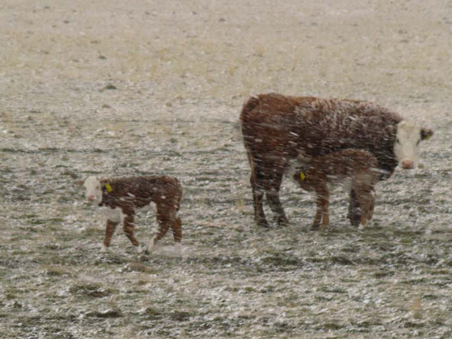 Early predictions of an unusually tough winter in parts of the U.S. have cattlemen on high alert. (DTN/Progressive Farmer photo by Sam Wirzba)