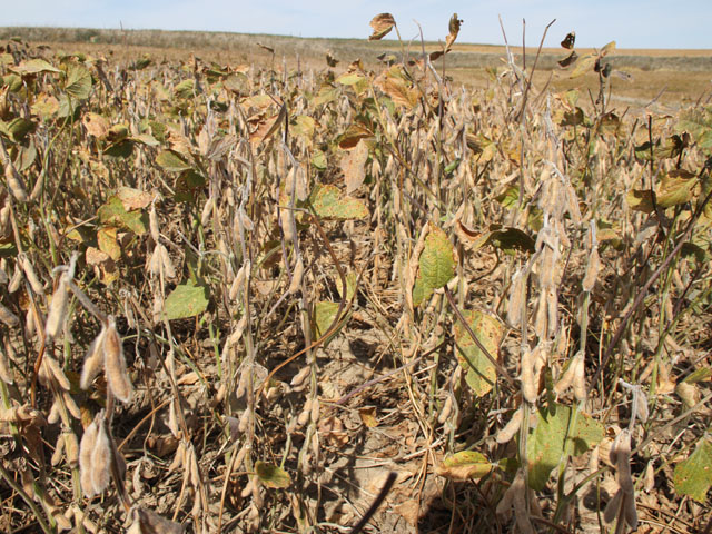 To the untrained eye, a soybean field ready for harvest is nothing but ugly. (DTN file photo by Pam Smith)