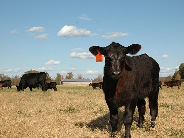 Cattle that qualify for the Top Dollar Angus program meet genetic requirements that Tom Brink said consistently create feeder cattle that perform well above average in feedyards. (DTN/Progressive Farmer photo by Becky Mills)