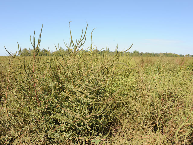 Fields filled with herbicide-resistant Palmer amaranth, such as this one along the Arkansas/Missouri border, are bringing new government controls on herbicide usage. (DTN photo by Pamela Smith)