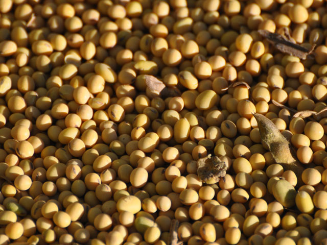 GM soybeans could soon make up a higher proportion of usage in China. (DTN file photo by Katie Micik)