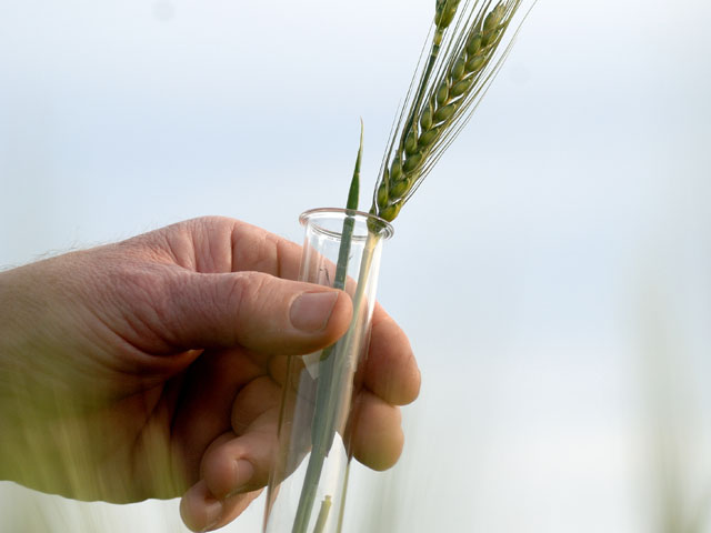 Wheat scientists and breeders at the World Food Prize Borlaug Dialogue last week stressed that genetic engineering will be needed to grow more wheat in the future. (DTN/The Progressive Farmer photo by Jim Patrico) 