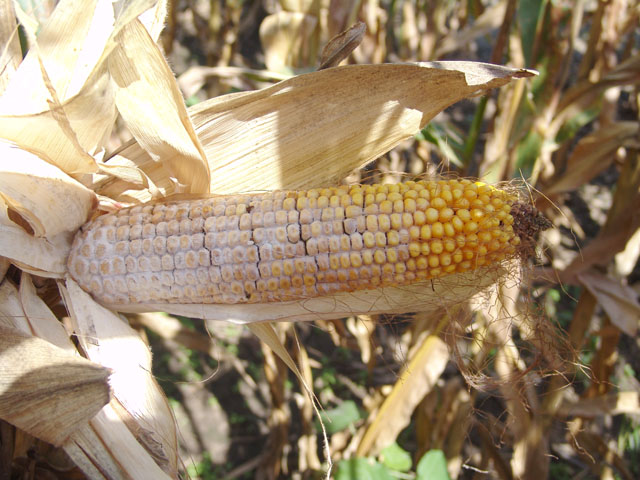 Many farmers are seeing corn ear rots like Diplodia, which will require careful handling come harvest and storage time. (Photo by T. Jackson-Ziems, UNL Extension)