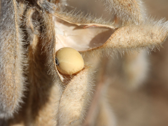 At 10% moisture and below, soybean pods are far more likely to open up and drop their beans, resulting in shatter loss during or before harvest. (DTN photo by Pamela Smith)
