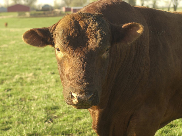 A bad bull can be a train wreck. Breeding soundness exams are a necessity every breeding season. (DTN/Progressive Farmer photo by Jim Patrico)