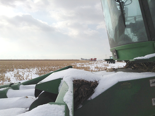 Snow on the stalks of Philip Shaw&#039;s farm in Ontario will make it miserable to pick. (DTN photo by Philip Shaw)