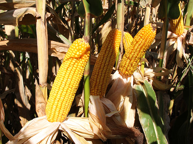 Farmers still have time to enter the national yield contest. (DTN photo by Pamela Smith)
