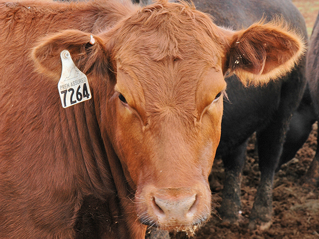 Before implanting heifers that will be bred, consult with a veterinarian to be sure fertility won&#039;t be impacted. (DTN/Progressive Farmer photo by Becky Mills)