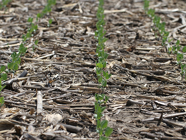 Many expect USDA&#039;s Prospective Plantings report to show an increase in soybean acres this spring from last year&#039;s 83.7 million acres. (DTN file photo by Pam Smith)