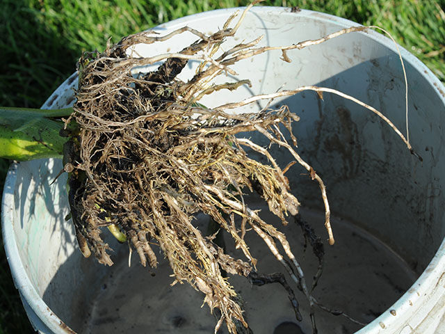 Farmers who dug roots to monitor for rootworm damage have a better idea of what to expect for the coming year. (DTN photo by Pamela Smith) 
