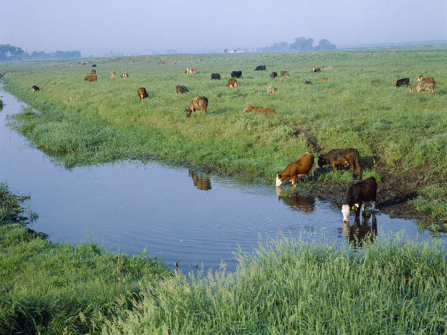 Jim Russell, professor of animal science at Iowa State University, is working to develop practices that allow cattle to drink from a stream, but also encourages them not to lounge in it. (DTN/Progressive Farmer photo by Grant Heilman/Grant Heilman Photography, Inc.)