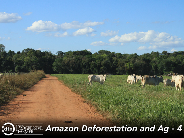 Cattle on the edge of the forest in Sinop, Mato Grosso. Policing and more intense farming are key to reducing the beef industry&#039;s impact on the Amazon rainforest. (DTN photo by Alastair Stewart)