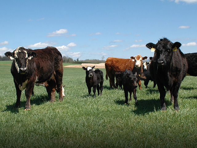 Consider all the evidence before making a decision about what type of vaccine will work best for your operation. (DTN/Progressive Farmer photo by Becky Mills) 