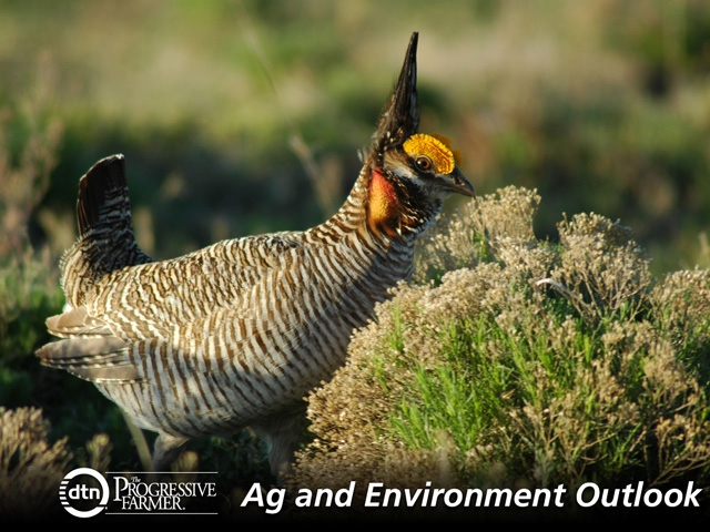Agriculture interest groups have their eyes on potential movement on Endangered Species Act reform. Most recently the U.S. Fish and Wildlife Service listed the lesser prairie chicken as threatened, raising eyebrows among landowners in several states. (Photo by Marcus Miller, courtesy NRCS)