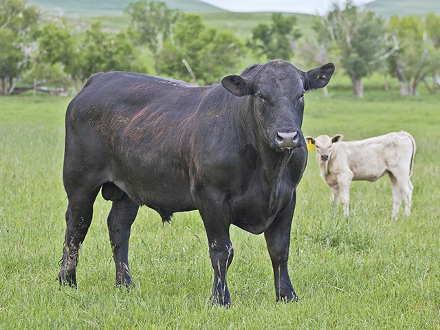 Combine genotyping with a yearling bull, or even a weanling, and you&#039;re less likely to make a poor pick. (DTN/Progressive Farmer photo by Sam Wirzba)
