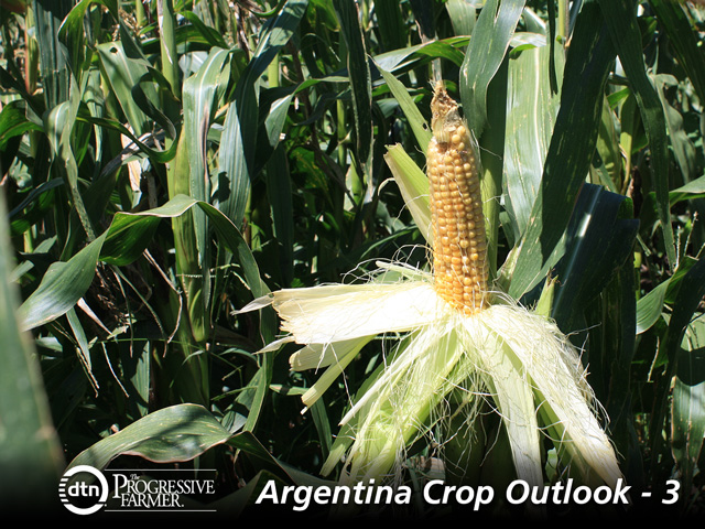 A corn cob in Pergamino, Argentina. Crop prospects are good but margins are negative. (DTN photo by Alastair Stewart)