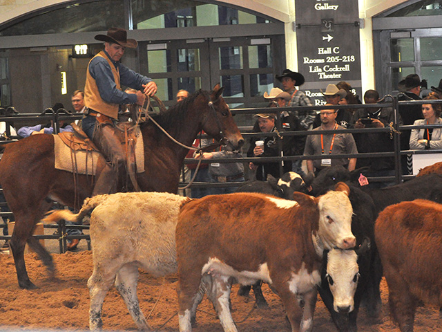 A cowboy works with steers in a demonstration pen at the Cattle Industry Convention and NCBA Trade Show. Higher cattle prices and better weather conditions are causing cattlemen to hold back more heifers to grow their herds. (DTN photo by Chris Clayton)
