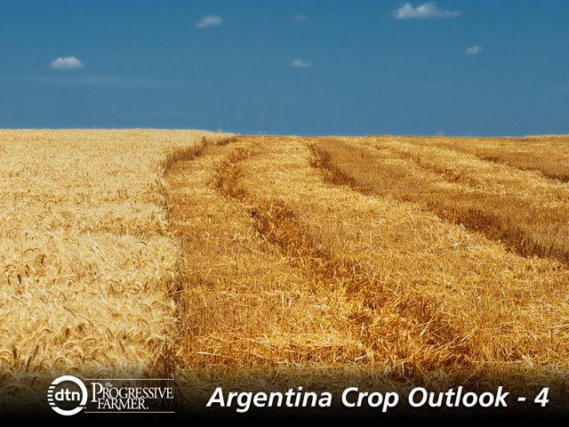 Argentina planted approximately 11 million acres of wheat in 2014-15, bucking the trend for declining area over the last decade. (Photo by Javier, CC BY-SA 2.0)