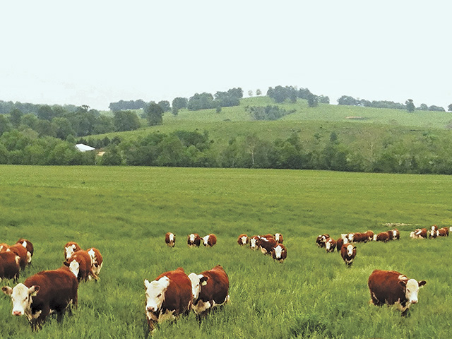 One of the country&#039;s best Hereford herds gives students a learning experience unlike any other. (DTN/Progressive Farmer photo Courtesy of Missouri State University)