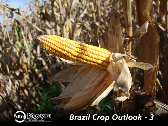 Agroconsult is forecasting Brazil to produce around 29 million metric tons of corn this year. (DTN photo by Alastair Stewart)