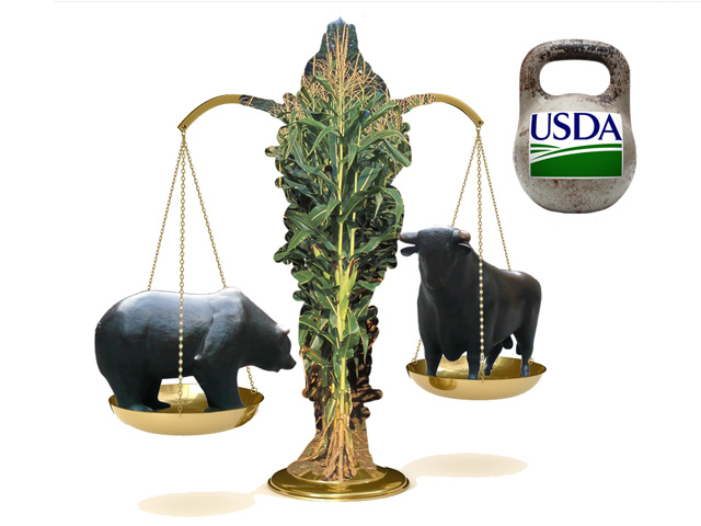 Bullish or Bearish? The fate of corn, and grains in general, may hang in the balance of reaction to USDA&#039;s next reports. (DTN illustration by Nick Scalise)