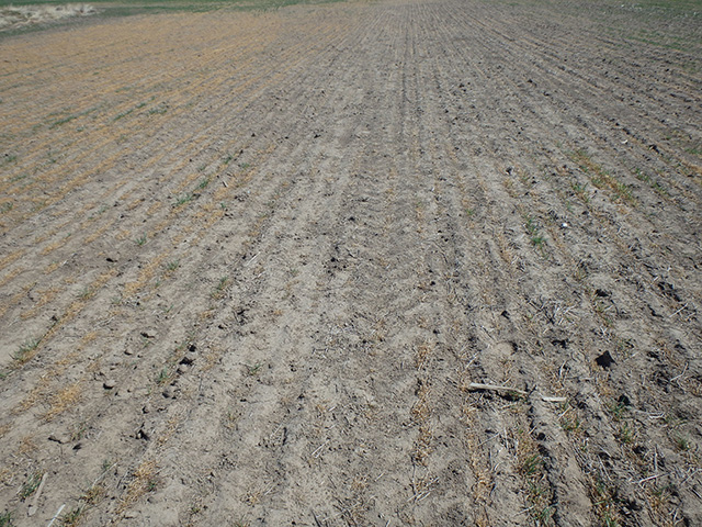An 80-degree Fahrenheit swing from mild to bitter cold back in November was enough to kill off many acres of winter wheat in the western Plains. (Photo courtesy Leon Kriesel)