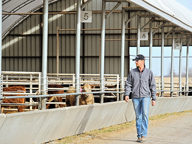 Missouri stocker Tim Saunders likes to feed out calves with a body and bone structure that can carry significant weight. His focus is on maximizing profit opportunity, no matter what type of cattle he buys. (DTN/Progressive Farmer photo by Jim Patrico)