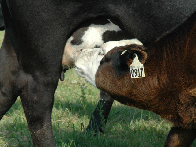 If mastitis is caught early it can be treated with intramammary infusions of an antibiotic. (DTN/Progressive Farmer photo by Becky Mills)