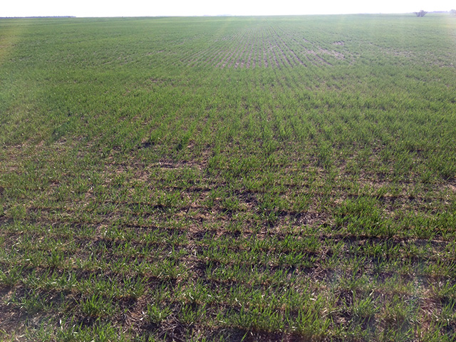 This year&#039;s damaged HRW wheat crop means interesting times are just on the horizon. (Photo courtesy Derek Newsom)