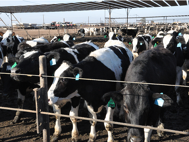 Starting immediately, U.S. cattle producers can now export fed cattle to Mexico for slaughter, USDA announced Friday. This could help feeders such as this one and others in Brawley, California, that saw their packing plant close a year ago.  (DTN file photo by Chris Clayton)
