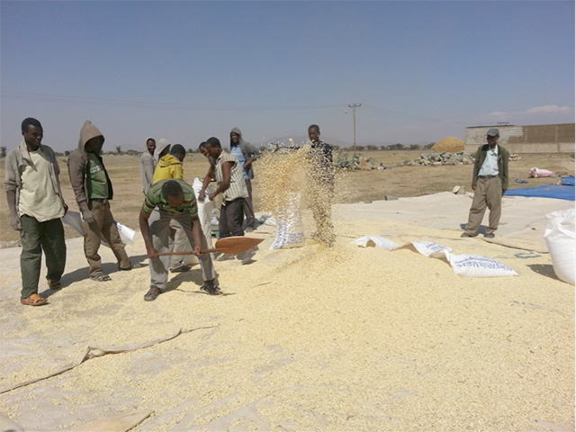 Employees at the Bora Denbel Farmers&#039; Cooperative Union in Meki, Ethiopia manually clean and bag maize on April 1, 2015. (DTN photo by Elaine Kub)