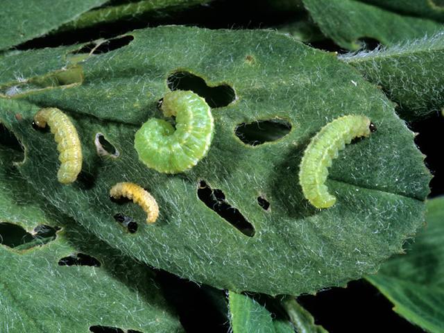 As alfalfa weevil larvae grow, they move to plant surfaces to feed on foliage. (Photo courtesy of Purdue University Extension)