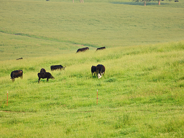 Renovating old, toxic fescue pastures is a sure bet as cattle operators look for high-return improvements. (DTN/Progressive Farmer photo by Jim Patrico)