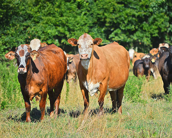 With the added emphasis today on avoiding unnecessary use of antibiotics in cattle, it&#039;s important to make treatment decisions with your veterinarian. That may mean not doing things the way you always have in the past. (DTN/Progressive Farmer photo by Victoria G. Myers)