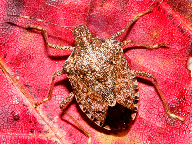 Keep an eye out for this invasive insect this summer. Larger than other stink bugs, it can feed on agricultural crops. Scientists are asking for help to track its spread. (DTN photo courtesy of Michael Jeffords)