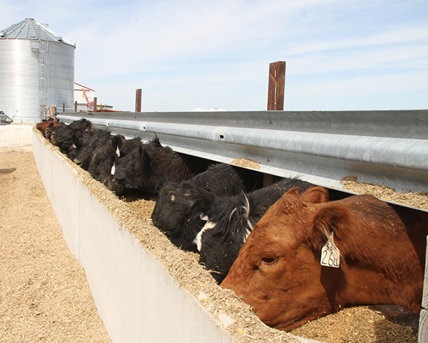 Feedlots will likely continue to finish cattle at heavier weights this year, holding supplies very close to year-ago levels. (DTN/Progressive Farmer photo by Pam Smith)