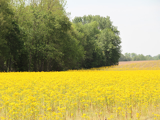 Fields of yellow are appearing across the Heartland as weather delays planting, but weed scientists don't recommend using these flowers in a bouquet. Don't feed them to livestock either. (DTN photo by Pamela Smith)