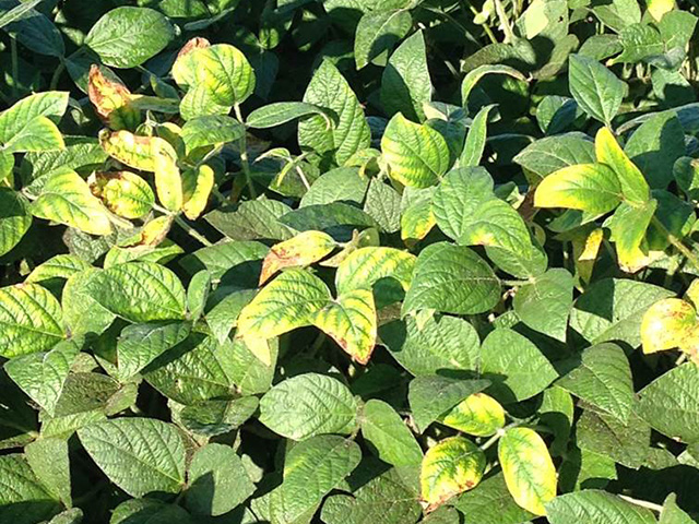 The yellowing and dying leaves of stem canker-infected soybeans can mimic the symptoms of sudden death syndrome and fool farmers. (Photo courtesy Daren Mueller, Iowa State University)