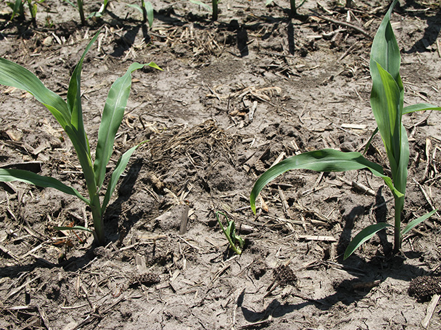 Erratic corn stands can rob yield. Now is a good time of year to walk fields to diagnose stands. (DTN photo by Pamela Smith) 