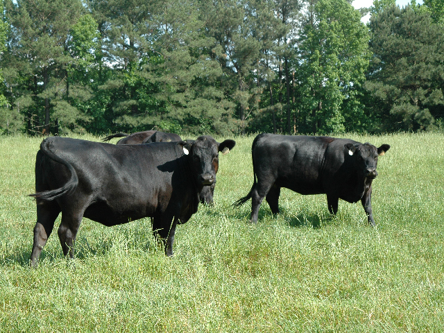 The risk factor for grass tetany in spring-calvers is higher, but can be offset with minerals.(DTN/Progressive Farmer photo by Becky Mills)
