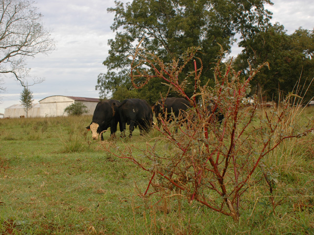"The No. 1 reason to control [weeds] is loss of grazing," said agronomist Eddie Funderburg. (DTN/Progressive Farmer photo by Becky Mills)