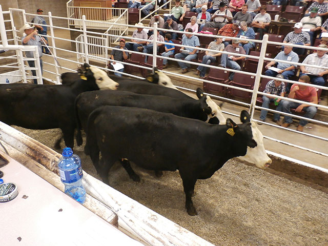 These F1, Hereford-Angus heifers brought $3,300 each at this year&#039;s Show-Me-Select spring sale, Joplin Regional Stockyards. (Photo courtesy Eldon W. Cole, University of Missouri)