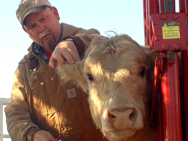 Ear taggers, dehorners and needles can all spread anaplasmosis from seemingly healthy carrier animals to others in the herd. (DTN/Progressive Farmer photo by Jim Patrico)
