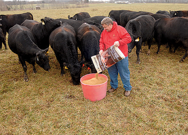 Setting up the right mineral program for the herd starts with the basics.