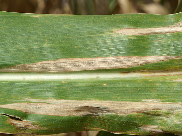 Northern corn leaf blight is already showing up in fields this year, but fungicide treatments can add to input costs when margins are razor thin to red. (Photo courtesy of Alison Robertson, Iowa State University)