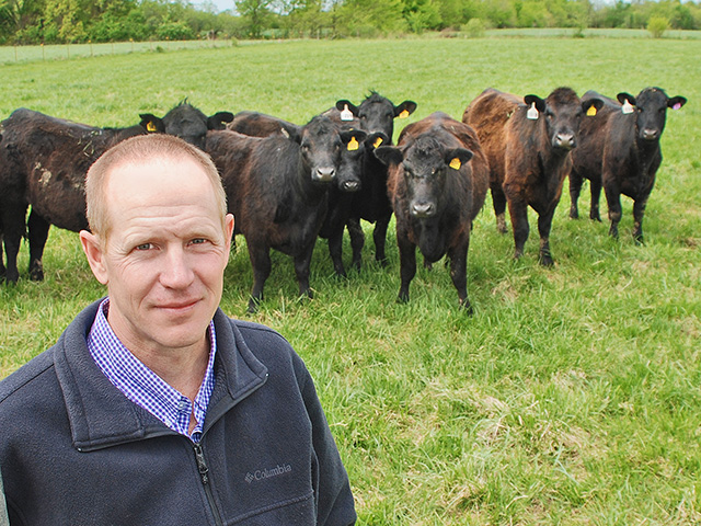 Dale Helwig allows cattle to periodically graze fescue he will stockpile to keep it short prior to fall green-up. (DTN/Progressive Farmer photo by Mark Parker)