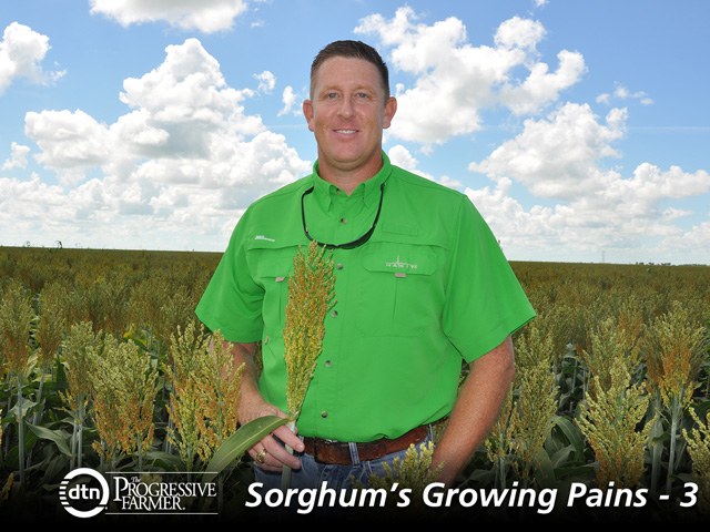 Like many sorghum growers, Jim Massey is waiting on a long-promised sorghum line that would tolerate ALS herbicides and help him control in-season grass weeds in his south Texas fields. (DTN photo by Emily Unglesbee) 